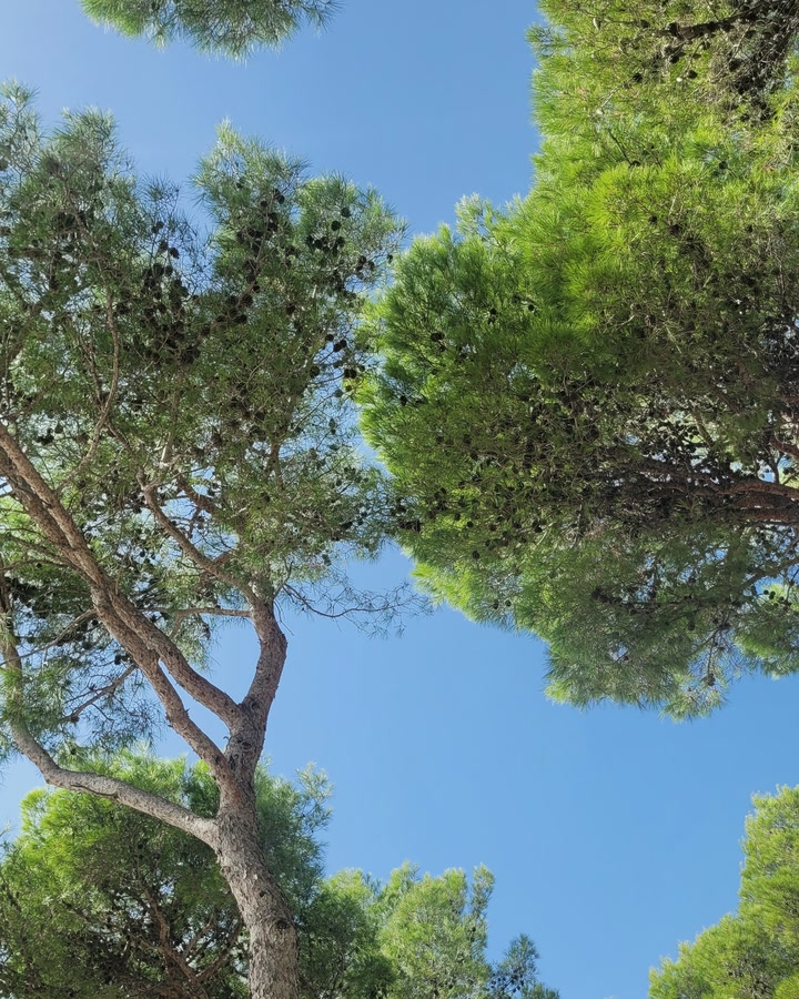 Der Blick führt zwischen hohen Baumkronen in einen klaren blauen Himmel.