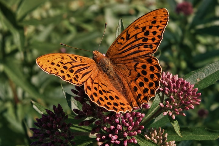 Ein Schmetterling mit geöffneten Flügeln auf einer Distelblüte.