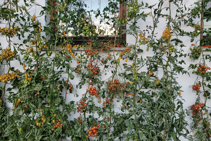 Reife und heranreifende Tomaten wachsen vor einer hellen Hauswand.