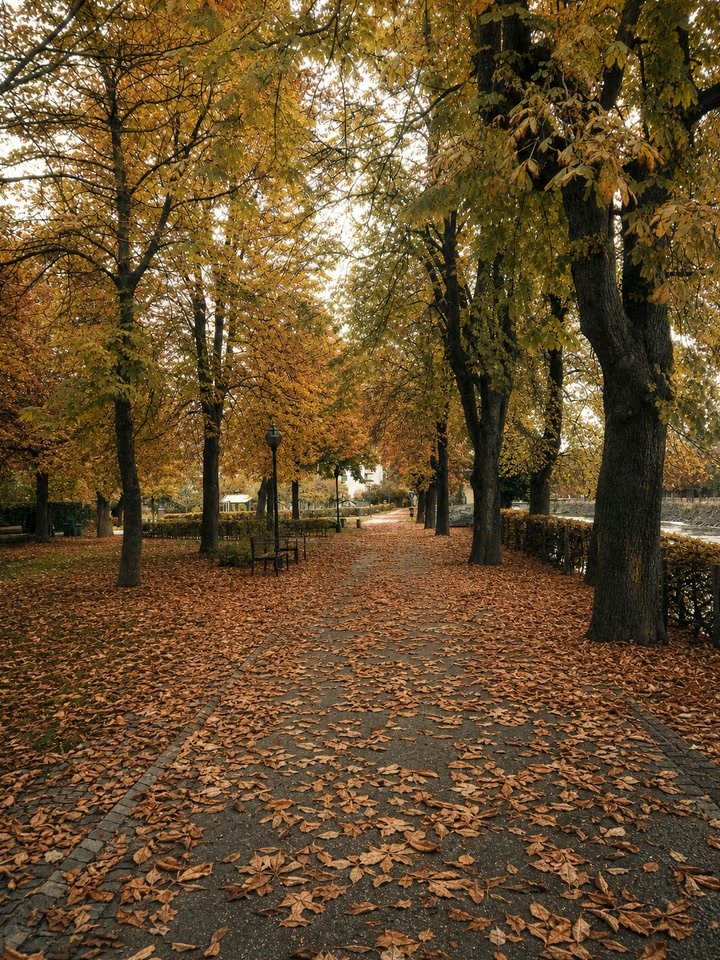 Ein von Bäumen gesäumter Weg im Herbst, der Boden ist mit Laub bedeckt.